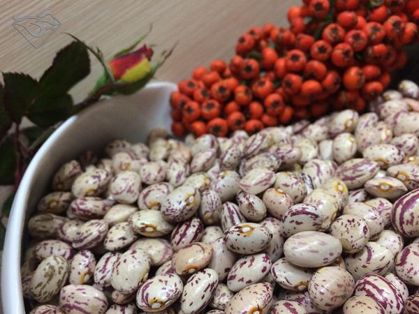 تولیدکننده لوبیا چیتی ممتاز صادراتی