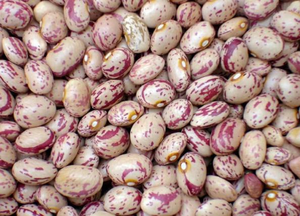 صادرات عمده لوبیا چیتی ایرانی