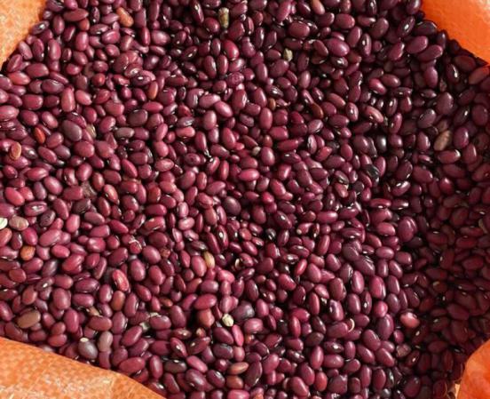 لوبیا قرمز منبع غنی از پروتئین